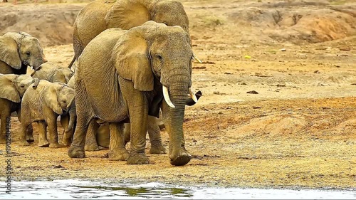 African Elephant