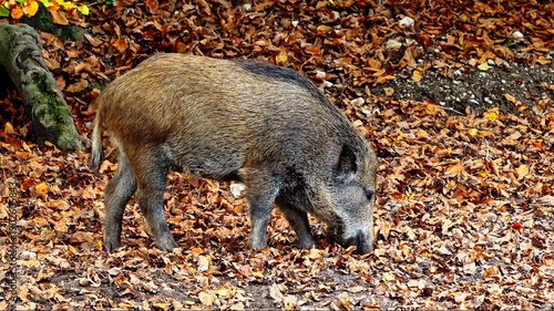 wild boar in forest