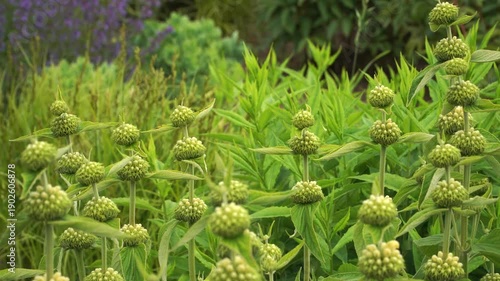 Wallpaper Mural Lush stems of Turkish sage display layered green flower heads in early growth. Dense foliage and structured whorls create a textured, vibrant garden scene in a pre-bloom stage.  Torontodigital.ca
