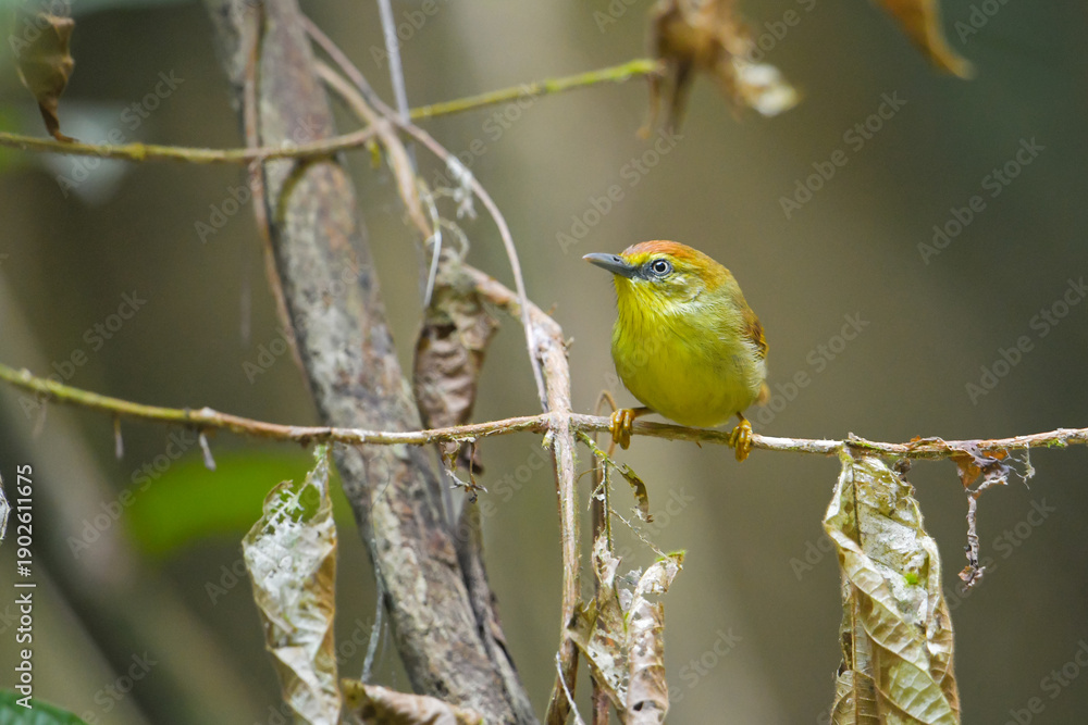 Obraz premium Pin-striped Tit-Babbler on branch Bird watching in natural habitats in the forest.