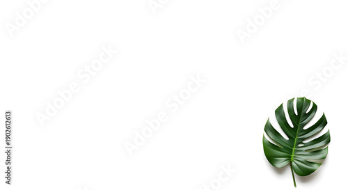 Elegant Green Leaf Composition, Nature Photography, Minimalist Style, White Background