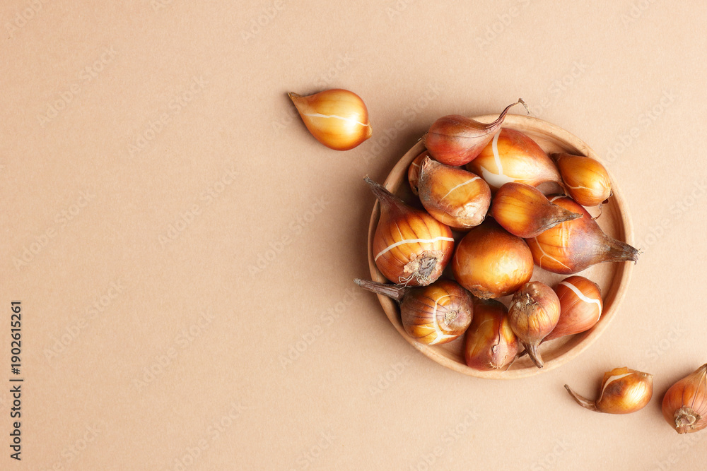 Obraz premium Tulip bulbs on clay pot, spring or autumn seeds, from above overhead top view, flat lay, copy space, mockup for your design, gardening and farming concept, closeup