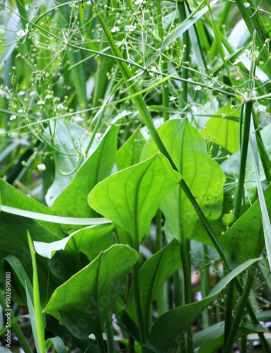 Obraz na plátně Alisma plantago-aquatica grows in the shallows of the river