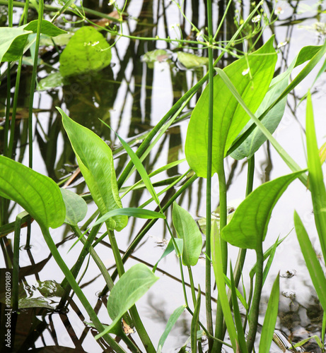 Fototapeta Alisma plantago-aquatica grows in the shallows of the river