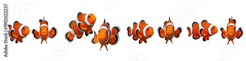 Konstfotografi Set of colorful clownfish or anemonefish in various swimming poses isolated on w