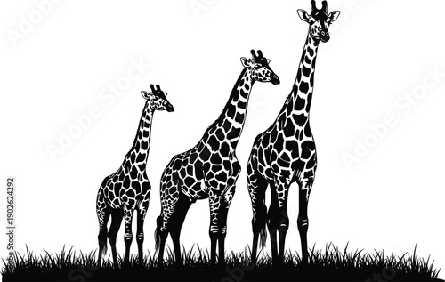 Black and white vector illustration of a giraffe family group standing in the grass on a safari savanna for wildlife and nature design (24 words)