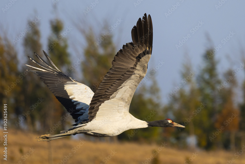Fototapeta premium Black-Necked Crane Flying Over Wetland, Caohai, Guizhou