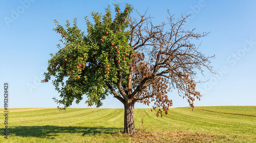Apple tree, half alive with juicy apples, and the other half dry and dead. Concept of environment and climate change. World Earth Day