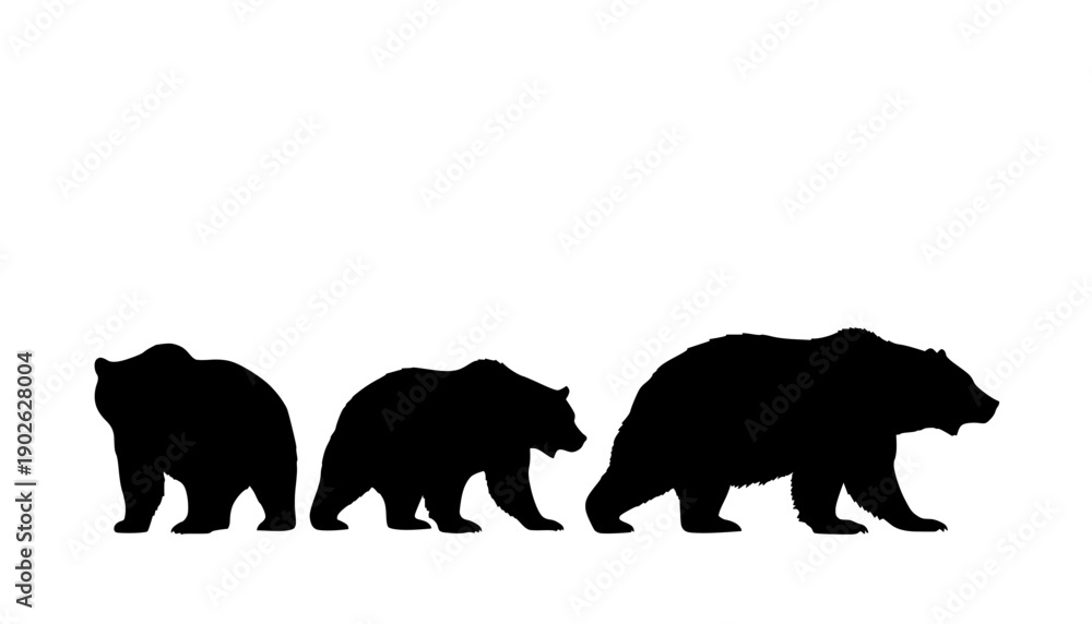 Fototapeta premium Grizzly Bear