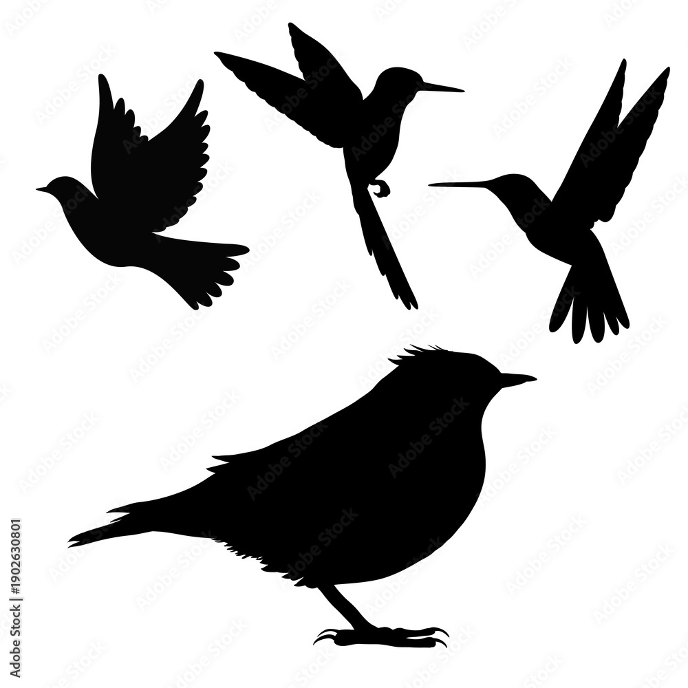 Obraz premium silhouette of birds