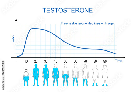 Testosterone levels chart. Aging process