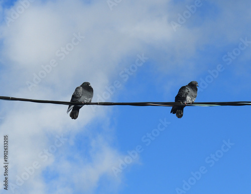 Photography Frozen pigeons  sit on wires frosty winter
