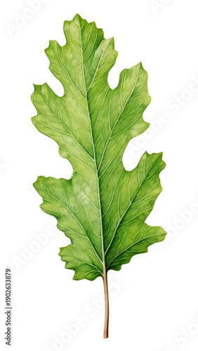 PNG White oak leaf plant green tree.