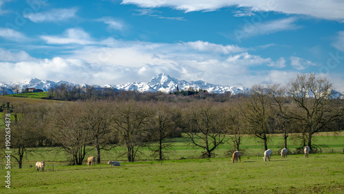 Southwest of France landscape with views of the Pyrenees mountain and the Pic du Midi de Bigorre and cows in the foreground