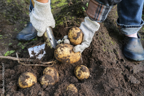 Wallpaper Mural Organic potato harvest close up. Farmer hands in gloves with shovel harvesting freshly harvested yellow dirty potatoes in garden Torontodigital.ca