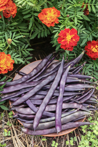 Wallpaper Mural Heap of String beans, bunch beans. Harvesting pods organic fresh violet asparagus bean harvest on green grass in garden with flowers close up Torontodigital.ca