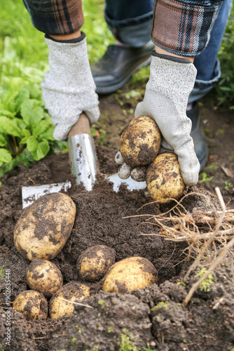Wallpaper Mural Farmer hands in gloves digging up harvesting  organic yellow potato with shovel in garden close up. Farming, dirty potatoes harvest on soil ground Torontodigital.ca