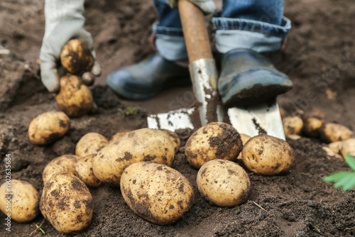 Wallpaper Mural Farmer with shovel digging up harvesting organic yellow potato in garden close up. Farming, dirty potatoes harvest on soil ground Torontodigital.ca