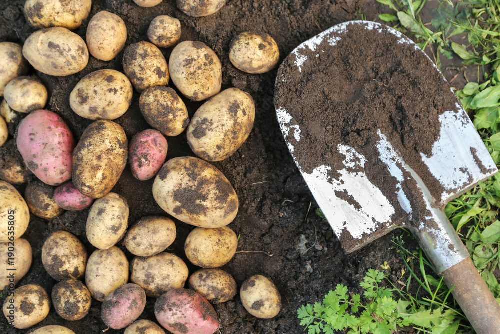 custom made wallpaper toronto digitalOrganic potato harvest close up top view. Heap of Freshly harvested potatoes with shovel on brown soil ground in farm garden. Harvesting vegetables