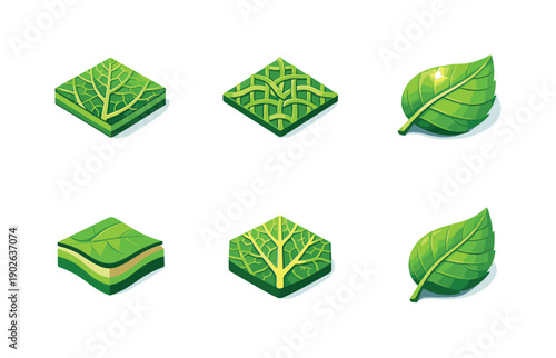 Natural structure. Isometric flat vector icons set of natural structure: close-up leaf veins, interlaced vein grid, sunlit leaf transparency,