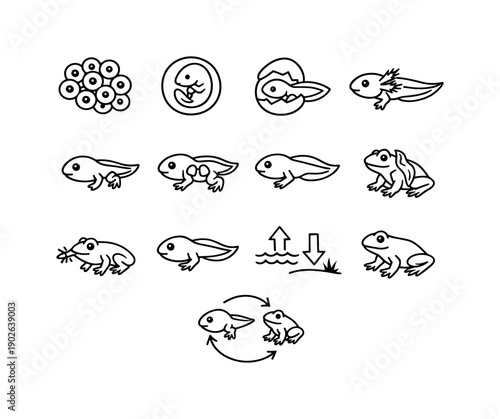 Amphibian metamorphosis. Line icon set of amphibian metamorphosis: fertilized eggs, embryo development, tadpole hatching, gills breathing,