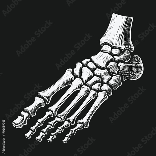 Detailed Foot Bones Anatomy Illustration on Dark Background.