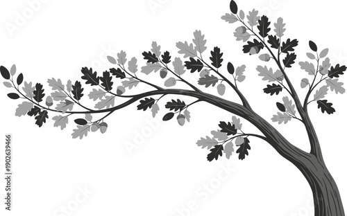 Monochrome illustration of tree branch with oak leaves and acorns on transparent background