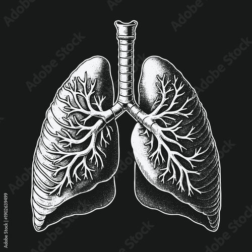 Detailed Anatomical Illustration of Human Lungs on Black Background.