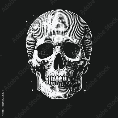 Engraved Skull Illustration: A Detailed Anatomical Study in Black and White.