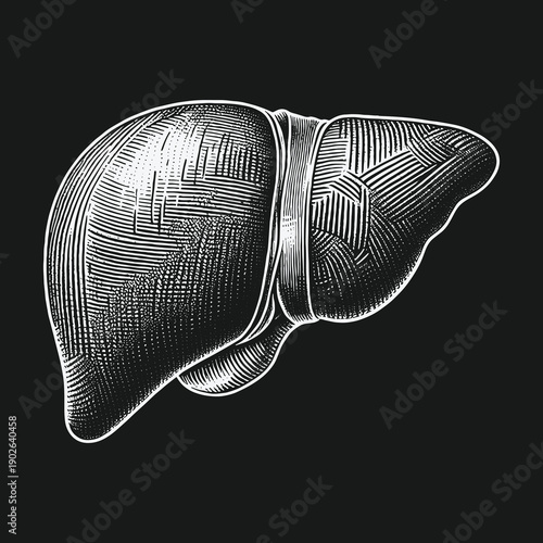 Engraved Liver Illustration: Detailed Anatomical Artwork on Black Background.