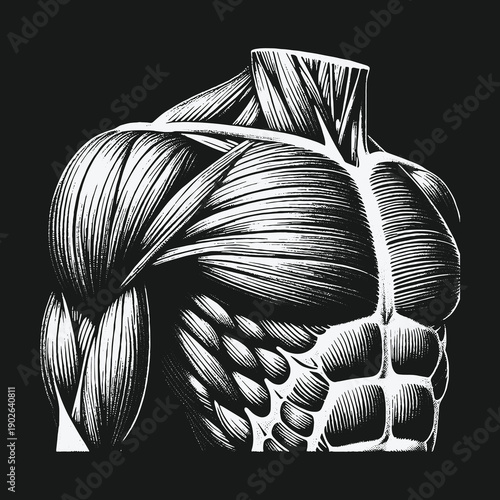 Anatomical Illustration of Human Torso Muscles for Medical Study.