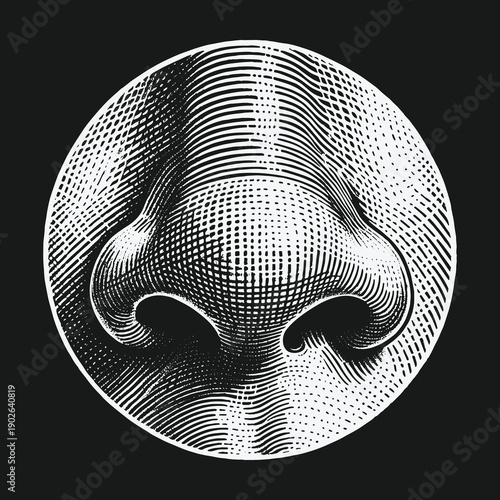 Engraved Nose Illustration: A Detailed Anatomical Study in Black and White.