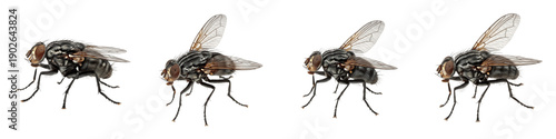 Quadro su tela Set of common houseflies in different positions isolated on white background