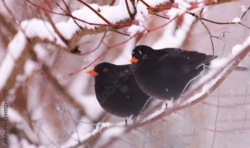 A pair of blackbirds among the snowdrifts.