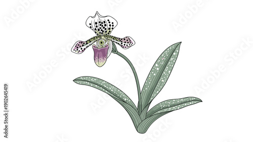 Beautiful exotic orchid plant featuring spotted white and purple petals with long green leaves depicted in a delicate botanical style.