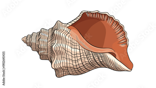 Intricate hand drawn illustration of a large conch shell with realistic textures and warm brown tones on a minimalist white background.