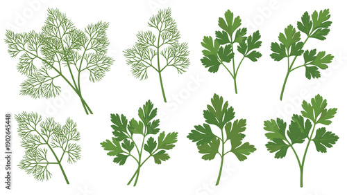 Assorted sprigs of fresh green dill and flat leaf parsley shown in a clean vector illustration style for healthy cooking themes.