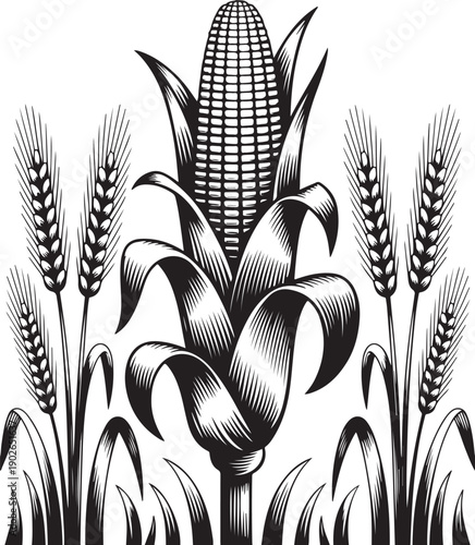Corn cob with wheat stalks and leaves in vintage engraving style, representing agriculture.