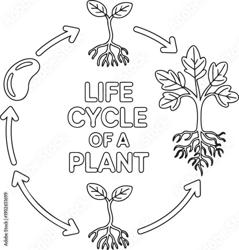 Life cycle plant illustration showing seed germination seedling growth plant maturity and flowering in circular arrow diagram