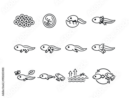 Amphibian metamorphosis. Line icon set of amphibian metamorphosis: fertilized eggs, embryo development, tadpole hatching, gills breathing,