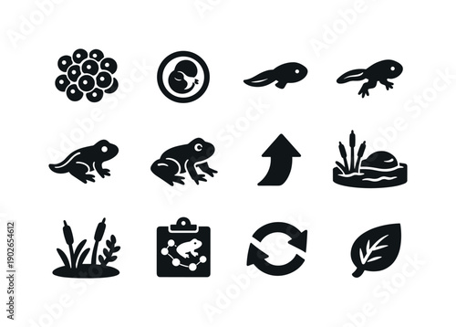 Frog Growth Stages. Solid icon set of Frog Growth Stages: egg cluster, embryo egg, tadpole, legged tadpole, juvenile frog, adult frog, growth