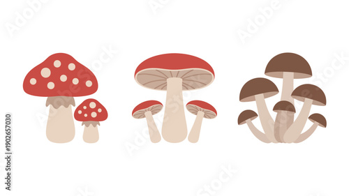 Mushroom illustrations in various styles with red and brown caps in flat design for botanical use