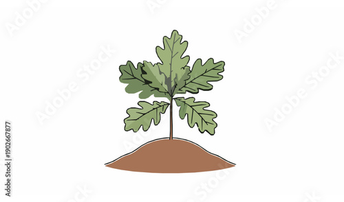 Minimal oak sapling plant icon style illustration representing environmental care and forest regeneration vector design