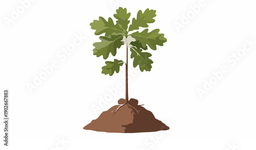 Single oak sapling with green leaves growing in fertile soil symbolizing growth and environmental sustainability vector illustration