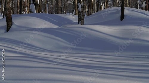 Timelapse of long shadows on snow in a winter forest. Mooving shadows, timelapse video.