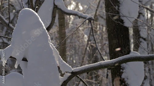 Winter forest, trees covered with fresh snow after snow falling. Tranquil scene.