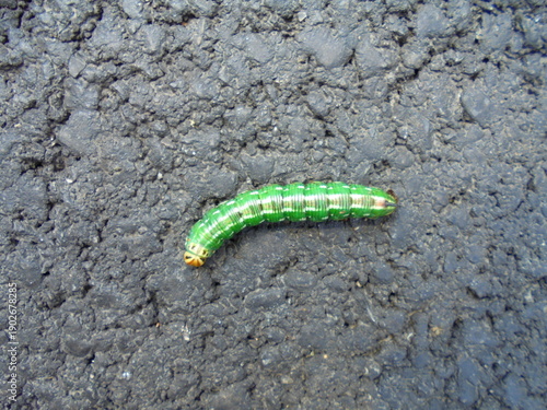 Foto Close-up of a bright green caterpillar with a pale head crawling across rough dark asphalt