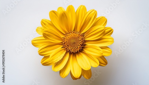Overhead Shot Reveals A Vibrant Sun Yellow Flower Isolated On Solid White Background Png5