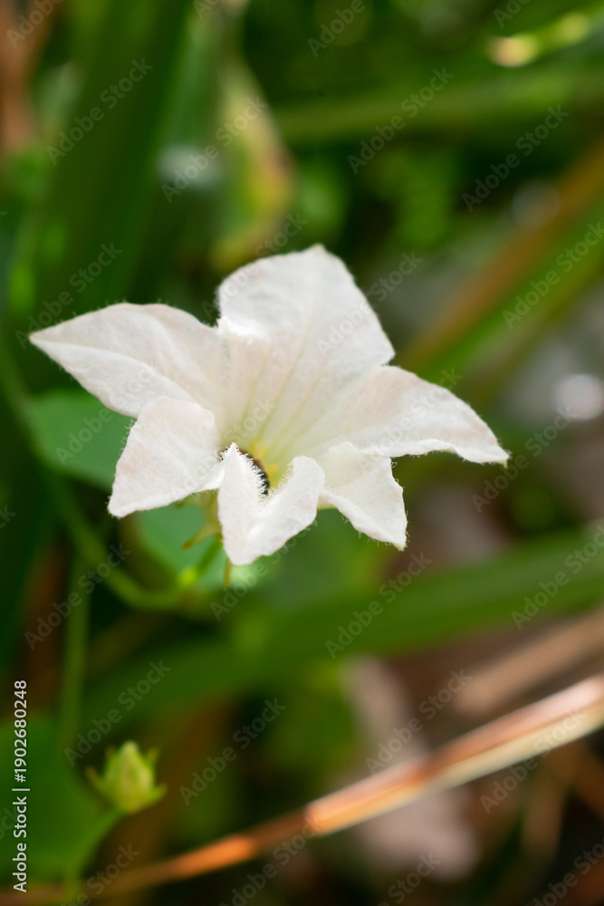 Obraz premium White Ivy Gourd flower (Coccinia grandis) blooming in the garden with green background.