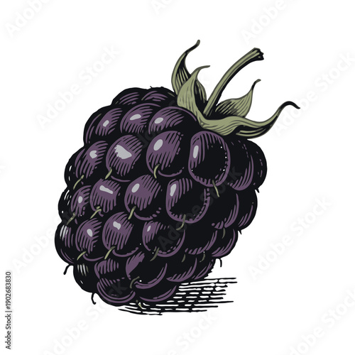 Detailed hand-drawn blackberry fruit with leaf, vintage engraving style, isolated on white background, concept of organic food art